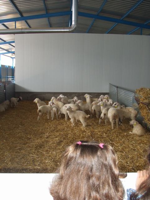 F abrica de embutidos y granja de ovejas